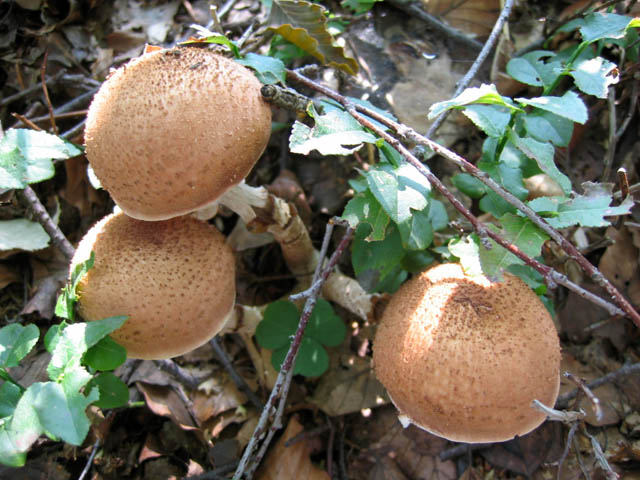 Il Genere Armillaria
